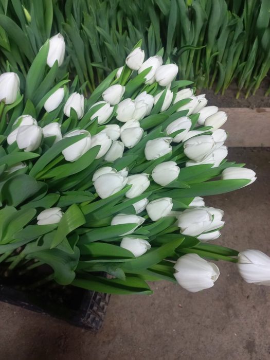 Цветы на 8марта разные цвета