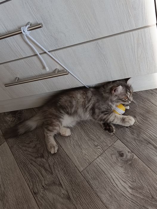 Всем здравствуйте! Срочно продаю ЕГИПЕТСКОГО КОТЕНКА домашняя, чистая.