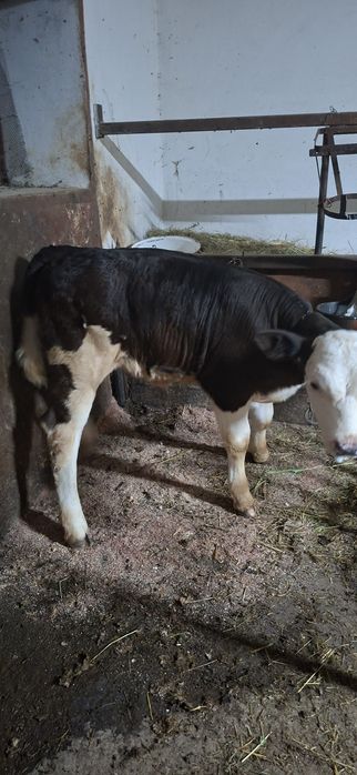 Vitea din vaca buna de lapte