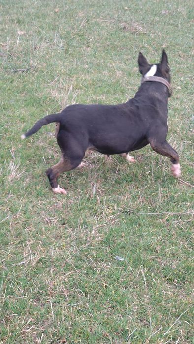 Продавам бултериер