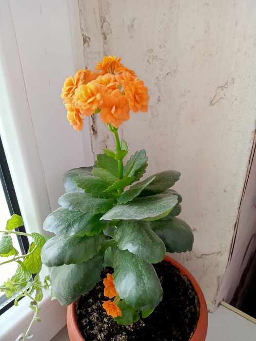 Цветы комнатные продам