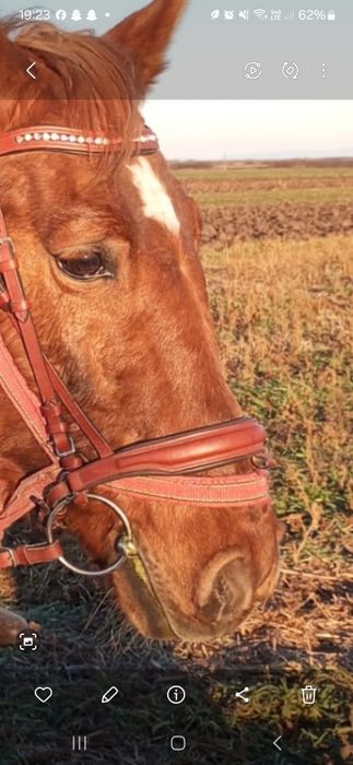 Frâu echitație călărie