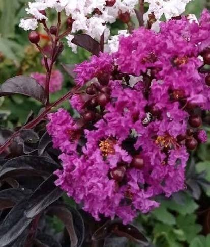 Liliac Indian (Flori Mov )