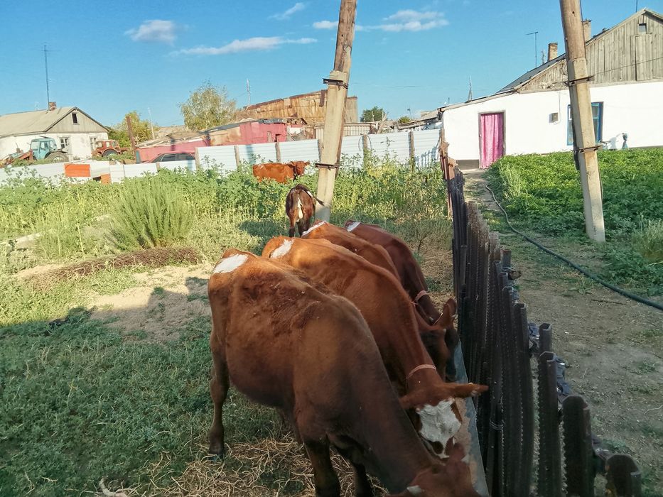 Продам коров телят