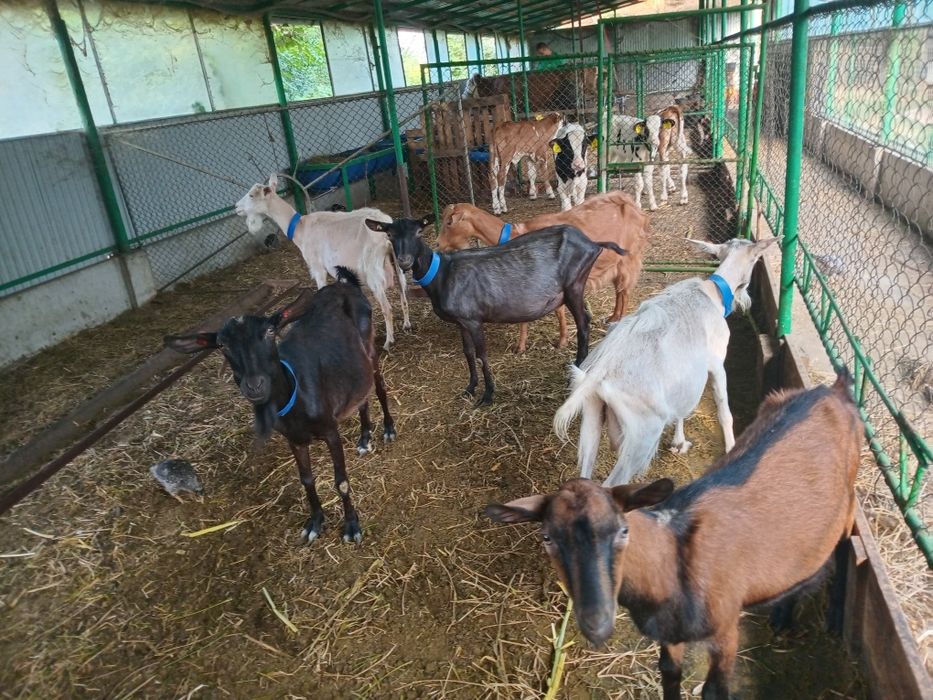 De vanzare capre