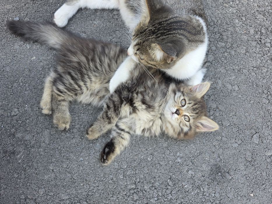 Отдам котенка в хорошие руки