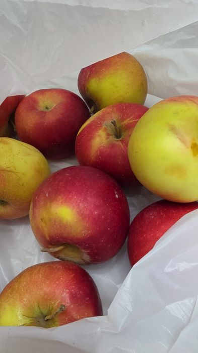 Яблоко   айдаред