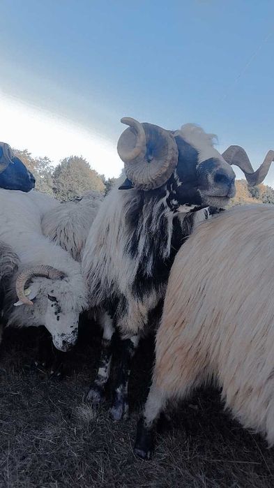 Berbec brez de vânzare preț 1200 de lei