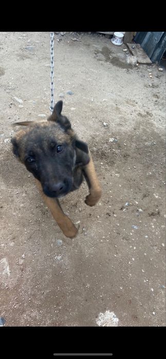 Бельгийский овчарка