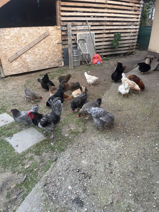 Vand oua curcubeu pentru incubat