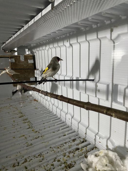 Щегол самец пепельный и черноголовый