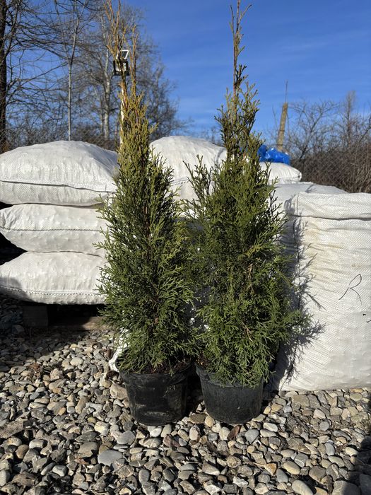 Tuia Smaragd la ghiveci