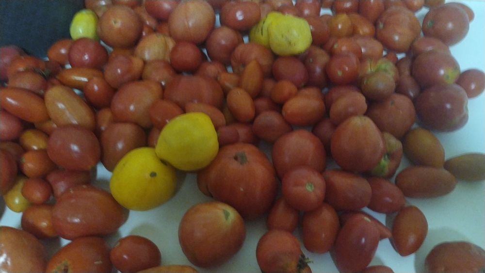 Продам помидоры сладкие, крупные, мясистые