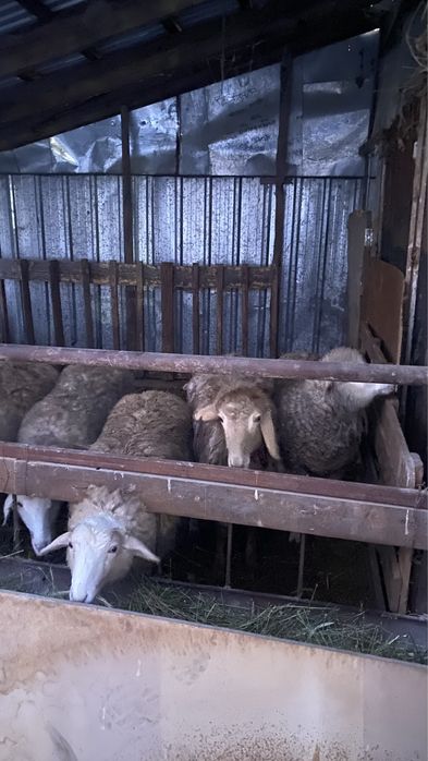 продам баранов мощные