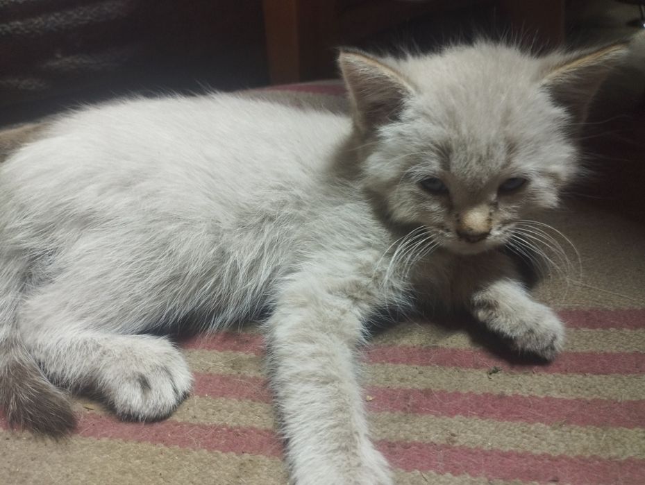 Отдам котят в добрые руки