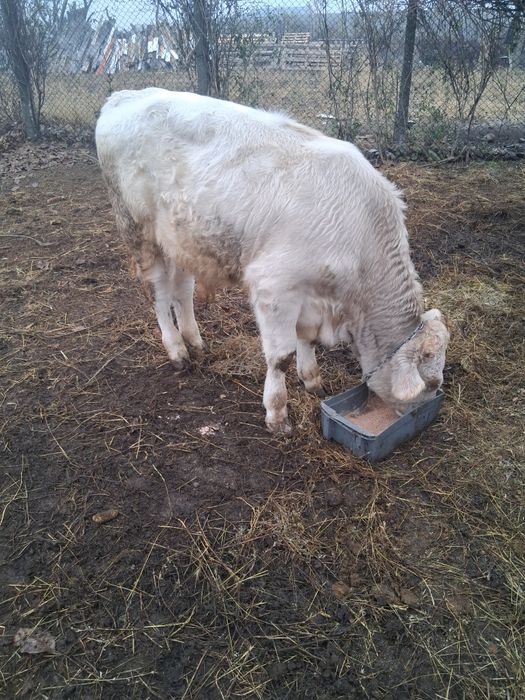 Vănd tauri de ținut