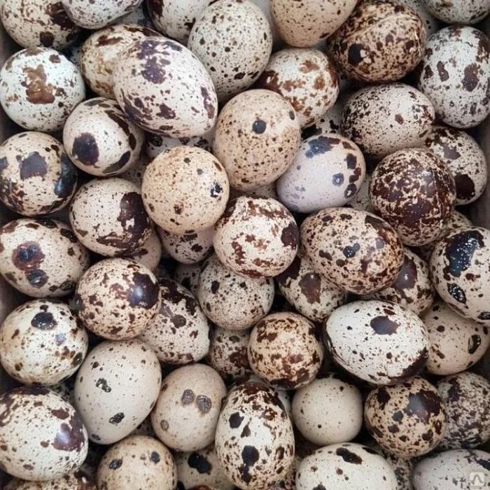 Перепелиное яйцо