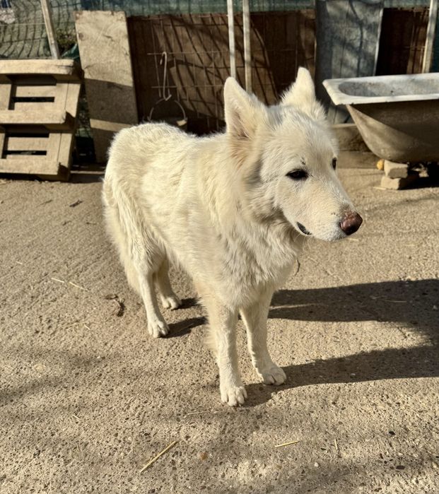 Mascul Ciobanesc Alb Elvetian cu Pedigree