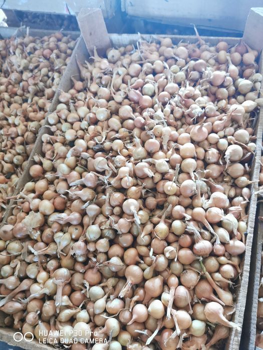 Арпаджик лясковски