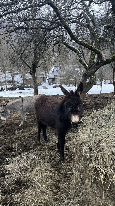 Pui de magar de vanzare