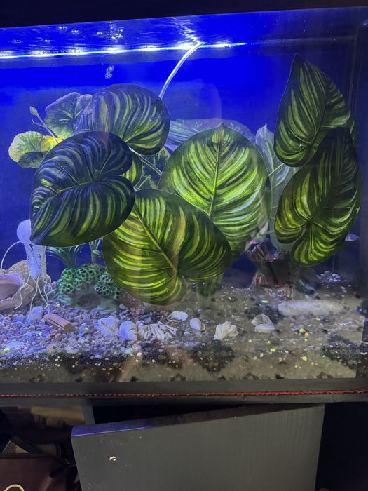 Akvarium zakaznoy Б/у