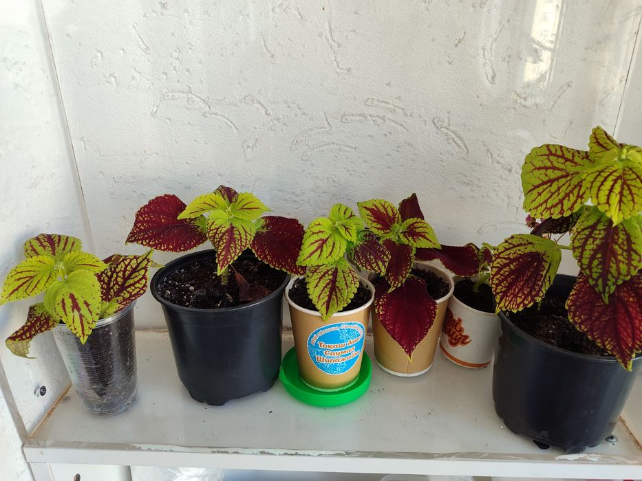 Комнатные цветы, колеусы и герани