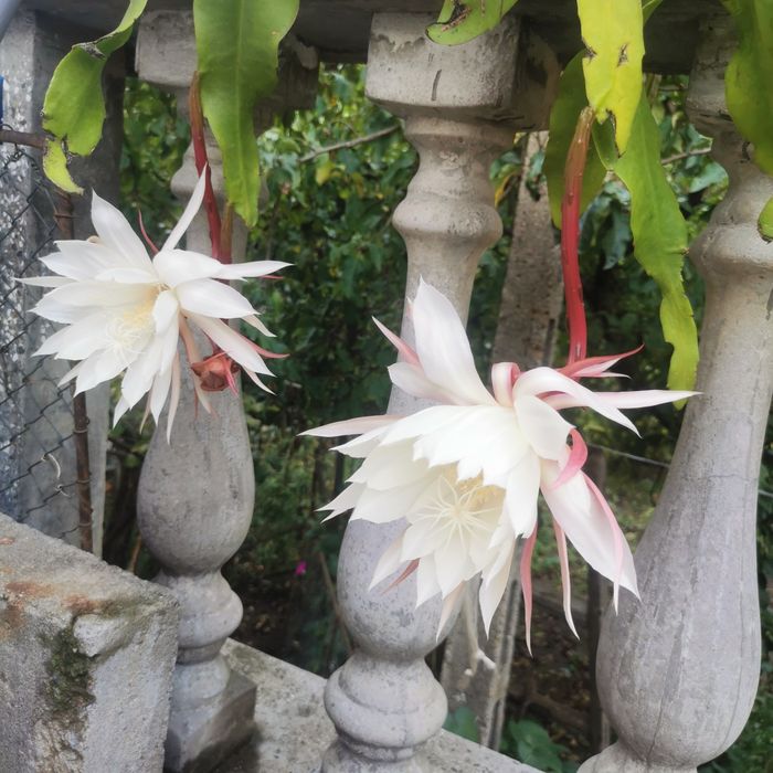 , Продавам Зефирантес, кактус червено Змийче, Агаве,