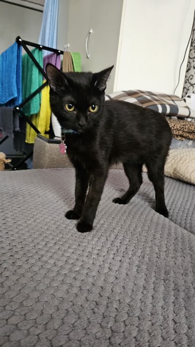 Котёнок 8 месяцев