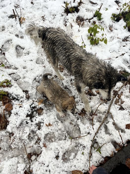 Крупный Щенок (мальчик) ищет дом!!!