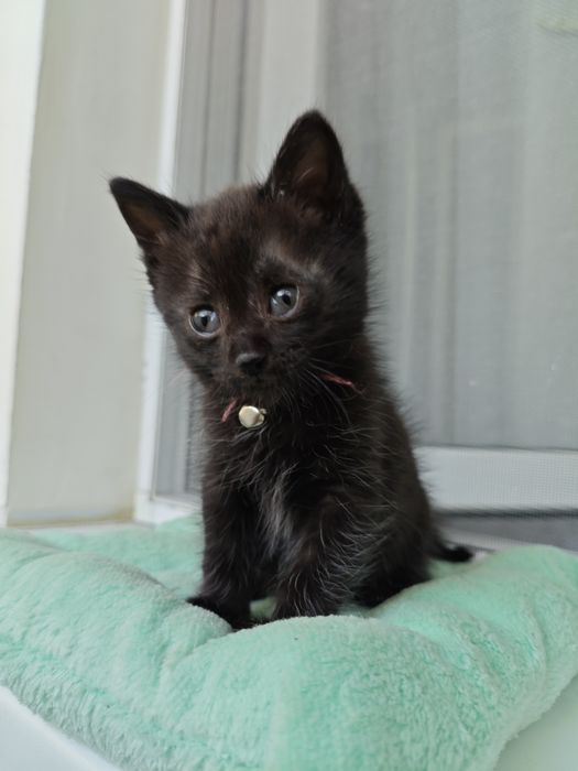 Котенок в добрые руки