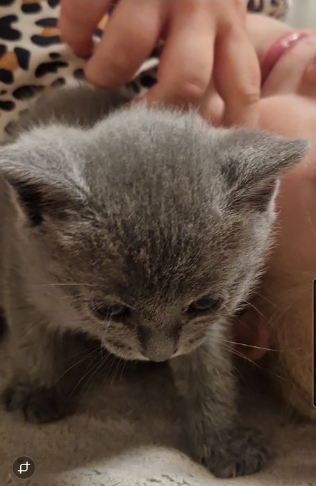 Котята   мальчик и девочка