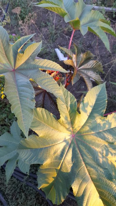 Продам дачу с/о Родник