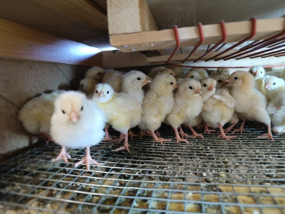 Цыплята Ломан-Браун