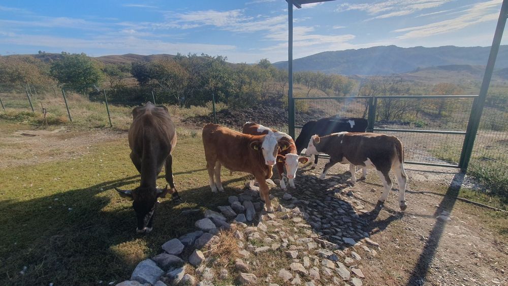 vaci viței taur reproductie junici balțată  românească brune