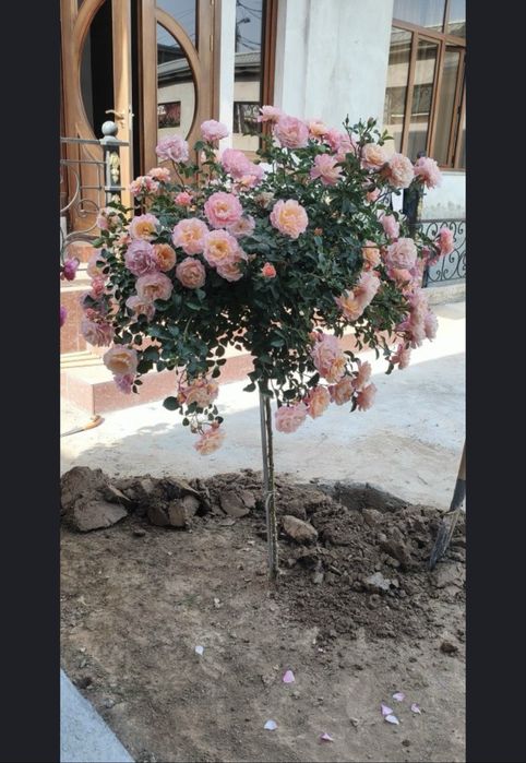 shtamp atirgul, hovli uchun gul, штампвий atirgul gullar