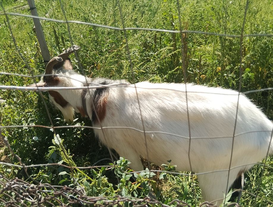 Țap 1 an vând urgent