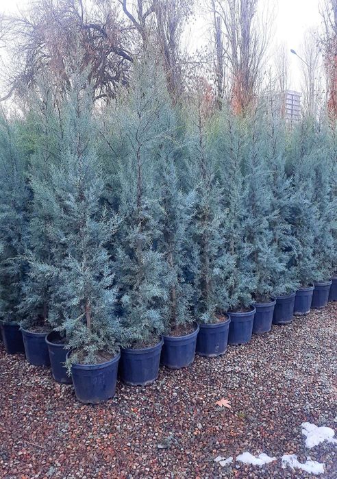 Туркиядан келтирилган аризониски кипарис арча кучатлар бор