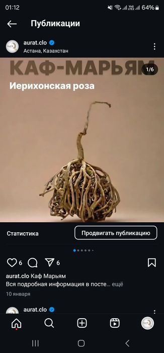 Каф-Марьям Лечебный цветок