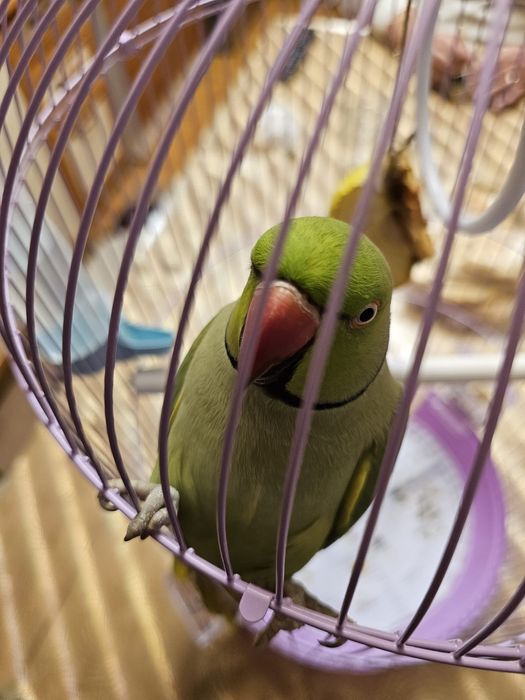 Papagal Micul Alexander