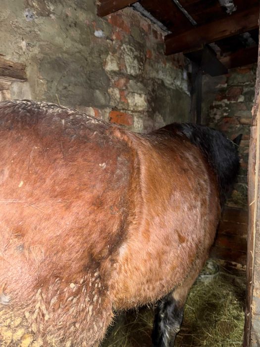 Продам кобылу...