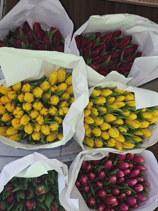 Цветы . Тюльпаны