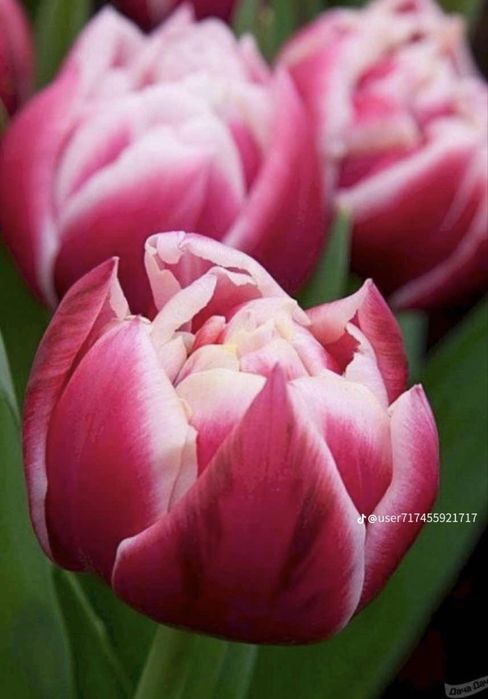 Тюльпаны к 8 марта оптом из теплицы