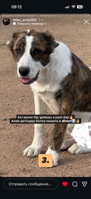 САО Алабай продаю щенят