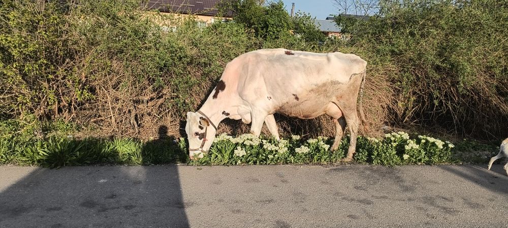 Vaca de vânzare.