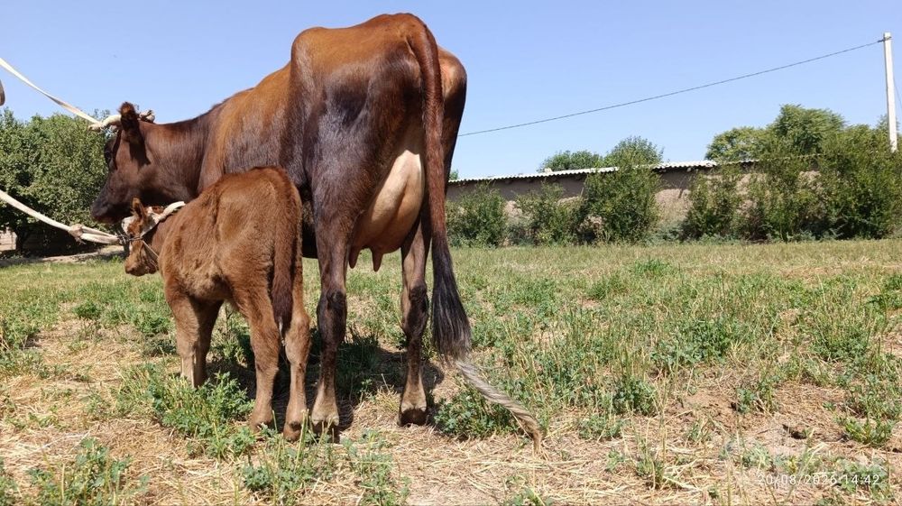 Жондор калсо олдида