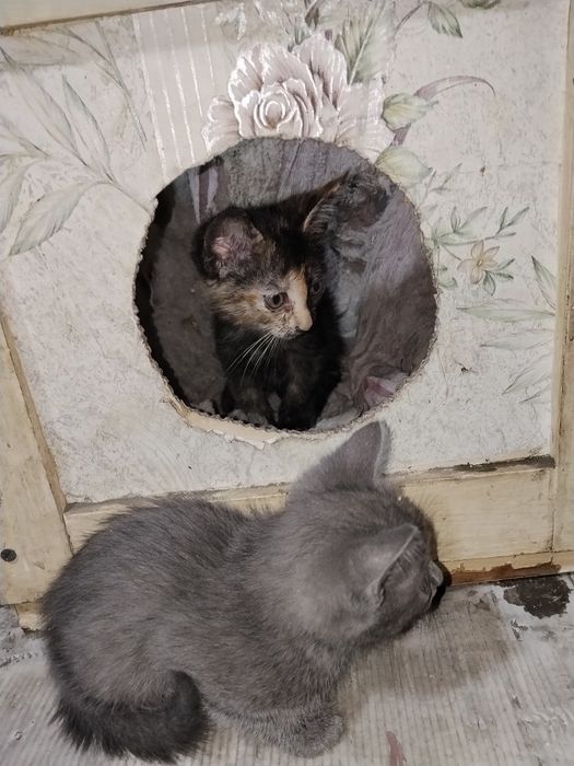 Отдам котят,сам привезу
