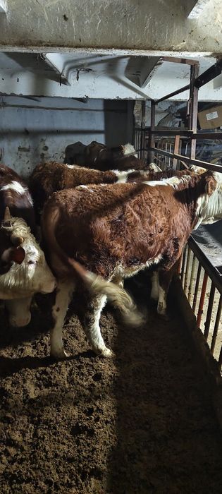 Бычки белоголовые годавалые