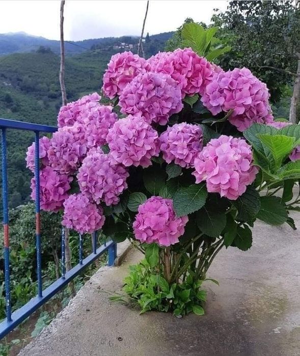 Hortensie Tip Copăcel