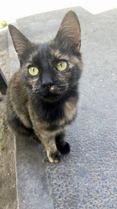 Кошка в добрые руки