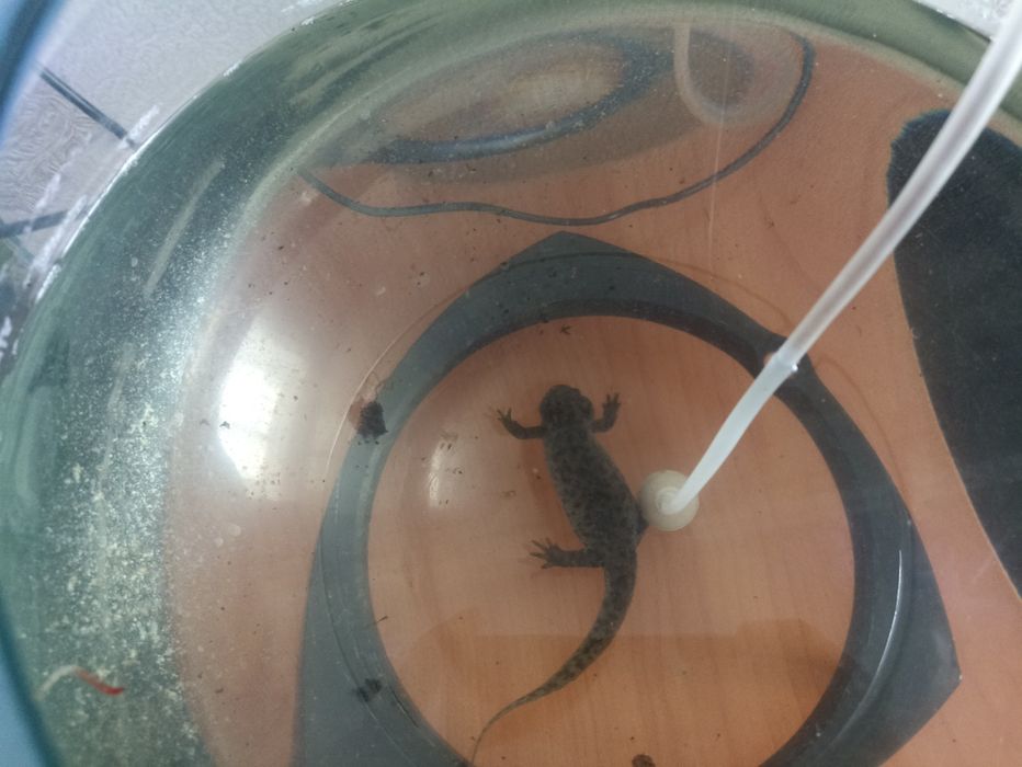 Отдам 2 аквариума с рыбками